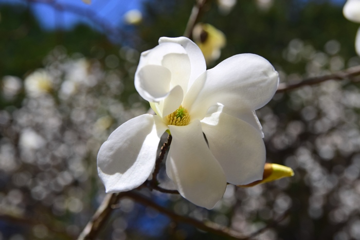 ニオイコブシ(タムシバ)