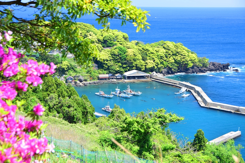 新緑の新井漁港